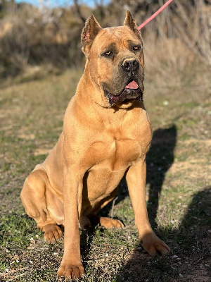 Étalon Cane Corso - force pride N'aslan