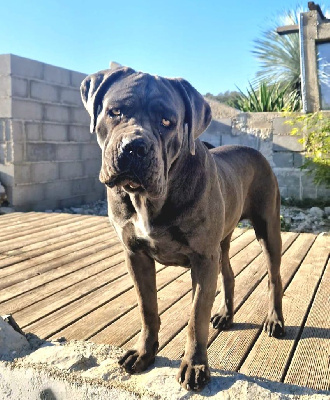 Étalon Cane Corso - Athena Des Seigneurs De Sparte