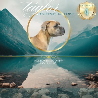 Étalon Cane Corso - Taylor Des Deesses Du Temple