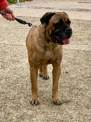 Étalon Cane Corso - Raspoutine Des Molosses De Timoulys