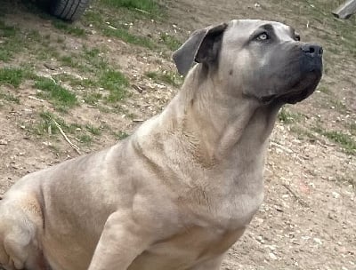 Étalon Cane Corso - S'inaya Des Sentinelles De Reveden