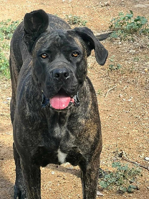 Étalon Cane Corso - Syrah Des Seigneurs De Sparte