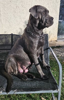 Étalon Cane Corso - Sansa des déesses du temple