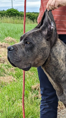 Étalon Cane Corso - U2 des gardiens de Praetoria