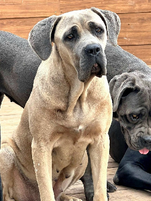 Étalon Cane Corso - Gaia Des Seigneurs De Sparte