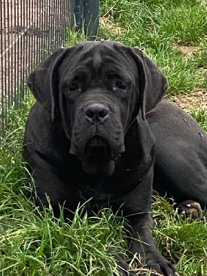 Étalon Cane Corso - Ultima bel speranza