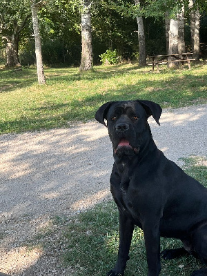 Étalon Cane Corso - Swann Du Domaine D'Upsilla