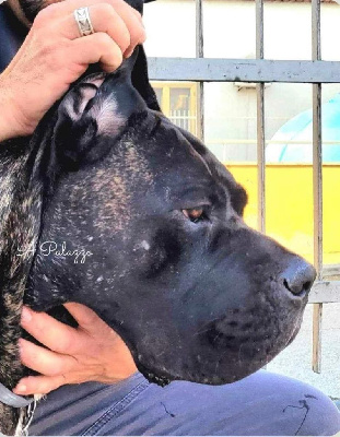 Étalon Cane Corso - Tomahawk (Sans Affixe)