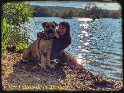 Étalon Cane Corso - Socrate Des Seigneurs De Sparte