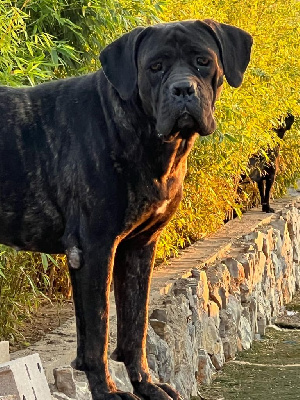 Étalon Cane Corso - Pandia Des Seigneurs De Sparte