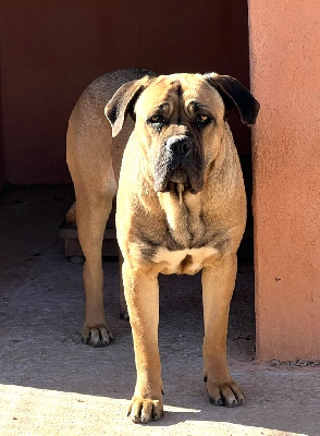 Étalon Cane Corso - Raiponce de romane de la fardelle