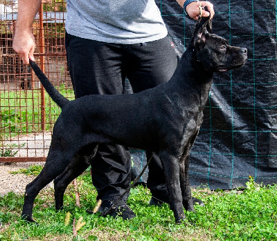 Étalon Cane Corso - Aguilera corso di munteanu