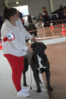 Étalon Cane Corso - Uppercut du Domaine Des Terres Noires