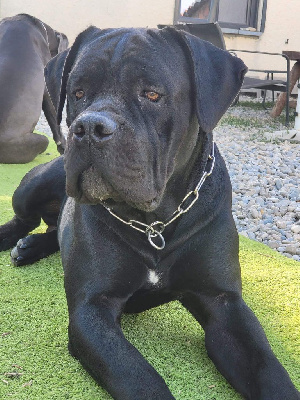 Étalon Cane Corso - Skoll Des Armoiries De Malaga