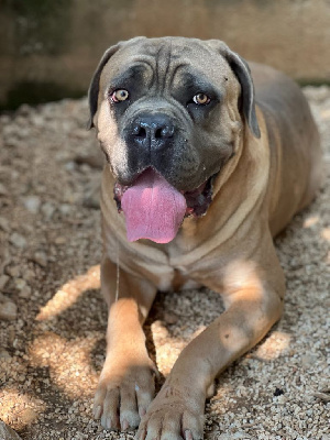 Étalon Cane Corso - Super leo De La Campagne Fontenelle