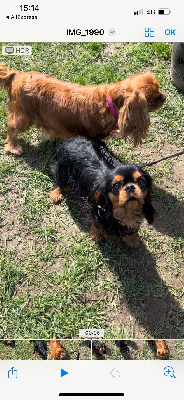 Étalon Cavalier King Charles Spaniel - Tres'or a pretty cavalier king charles