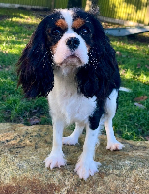 Étalon Cavalier King Charles Spaniel - Une fois des vents d'océan