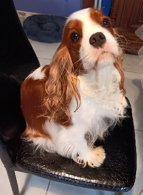 Étalon Cavalier King Charles Spaniel - Stella des anges de la Lyve