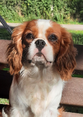 Étalon Cavalier King Charles Spaniel - Umberto D'ysatis