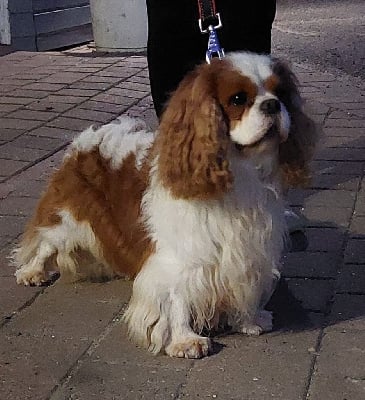 Étalon Cavalier King Charles Spaniel - Randall Des contemplations