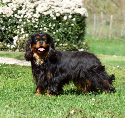 Étalon Cavalier King Charles Spaniel - Texane de la bergerie d'argent