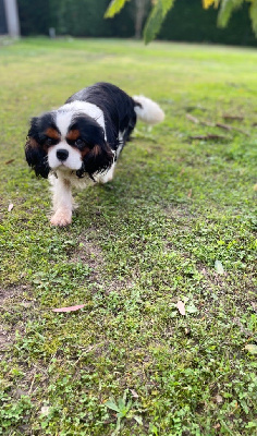 Étalon Cavalier King Charles Spaniel - Tilwen De la geode