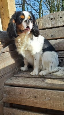 Étalon Cavalier King Charles Spaniel - Tosca des british ladies