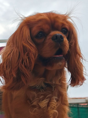 Étalon Cavalier King Charles Spaniel - Tahiti Des Brumes De Tendresse