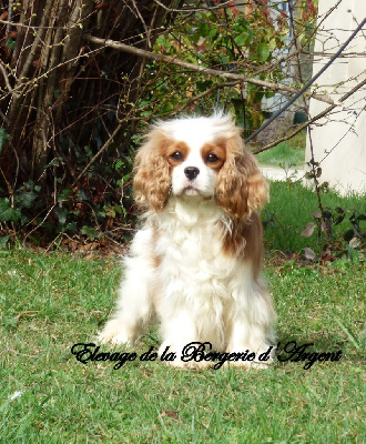 Étalon Cavalier King Charles Spaniel - Saphir de la bergerie d'argent