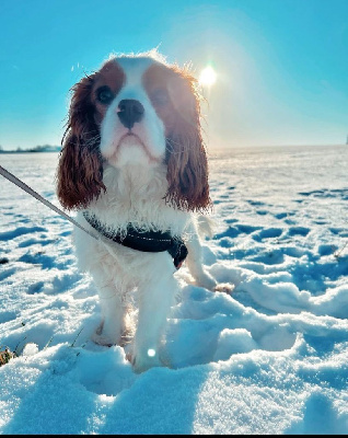 Étalon Cavalier King Charles Spaniel - Ulysse Des Cavaliers De L'Anzac