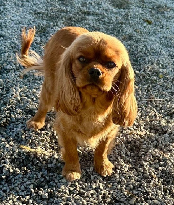 Étalon Cavalier King Charles Spaniel - Tokyo des vents d'océan