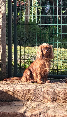 Étalon Cavalier King Charles Spaniel - Ubaye du moulin de l'Auray