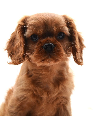 Étalon Cavalier King Charles Spaniel - Veine de vénus Diamondskane