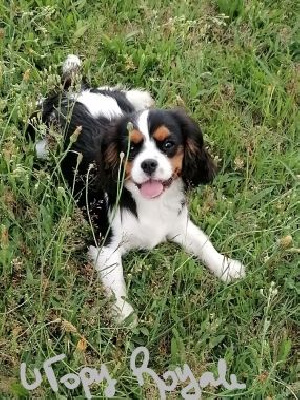 Étalon Cavalier King Charles Spaniel - Utopy D'Ez Mortes Terres