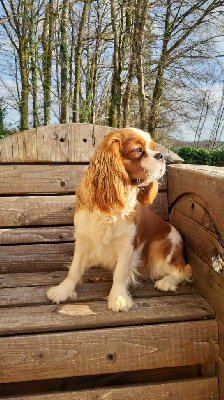 Étalon Cavalier King Charles Spaniel - Tokyo des british ladies