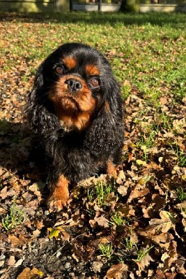 Étalon Cavalier King Charles Spaniel - Sherlock dit soho du domaine des petits princes