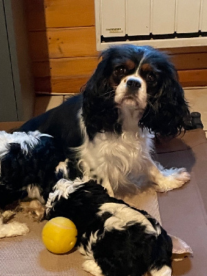 Étalon Cavalier King Charles Spaniel - Thalassa (Sans Affixe)