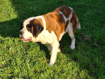 Étalon Chien du Saint-Bernard - Themis du Règne De Kayna