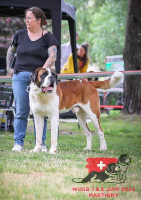 Étalon Chien du Saint-Bernard - S'mulder des joly monts de villers