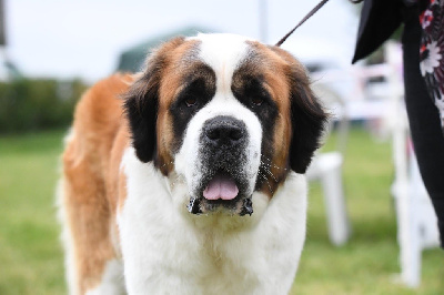 Étalon Chien du Saint-Bernard - Salssa du mas de Jalnot