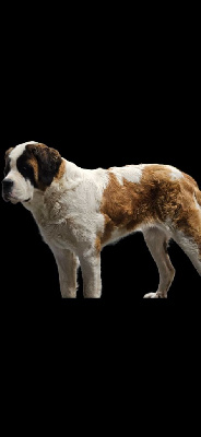 Étalon Chien du Saint-Bernard - U'helmi du Règne De Kayna