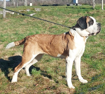 Étalon Chien du Saint-Bernard - Scully des joly monts de villers