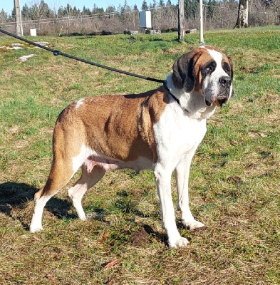 Étalon Chien du Saint-Bernard - Ripley des joly monts de villers