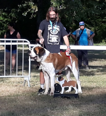 Étalon Chien du Saint-Bernard - Nimzo des joly monts de villers