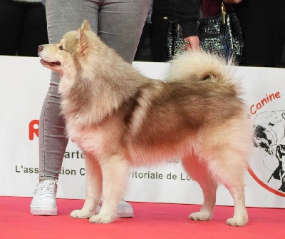 Étalon Chien finnois de Laponie - Until the end Valkoinien Laakso