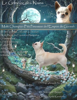 Étalon Chihuahua - CH. P'tit pimousse De L'empire De Ganesh