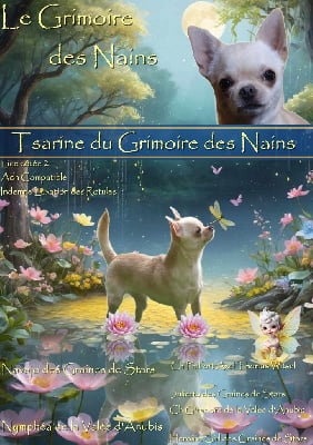 Étalon Chihuahua - Romie Du Grimoire Des Nains