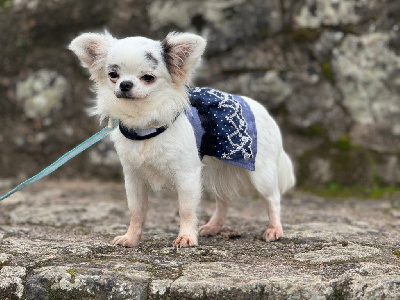 Étalon Chihuahua - Ultra smiley Du Repère Des Poilus