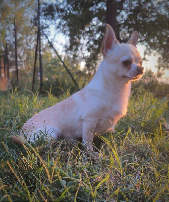 Étalon Chihuahua - Saiko Of Little Dog's Paradise