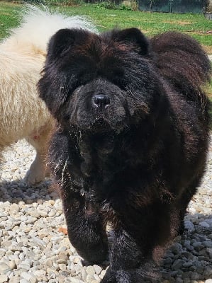 Étalon Chow Chow - Tess dit negrita de Fu Xing